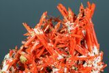 Bright Orange Crocoite Crystal Cluster - Tasmania #182735-2